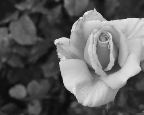 谈恋爱交往，你会通过星座进行“配对”吗？ - 恋来情感网