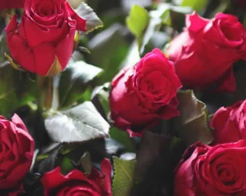 女生该不该为了男友，放弃自己的前程和梦想？ - 恋来情感网