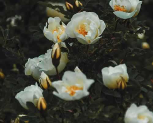 能让女人下定决心离婚的理由，其实只有一个 - 恋来情感网