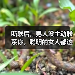 断联后,男人没主动联系你,聪明的女人都这样挽回(图3) 断联后,男人没主动联系你,聪明的女人都这样挽回(图3)