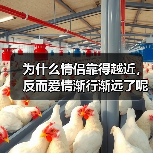 为什么情侣靠得越近，反而爱情渐行渐远了呢？(图4)