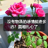 没有物质的感情能走多远?真相扎心了(图4) 没有物质的感情能走多远?真相扎心了(图4)