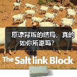 原谅背叛的结局，真的如你所愿吗？(图1)