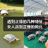 遇到正缘的几种特征，女人遇到正缘的预兆(图1)