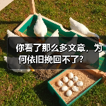 你看了那么多文章，为何依旧挽回不了？ - 辰飞雨恋来情感网