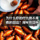 为什么你的付出换不来他的回应？揭秘挽回失败的关键真相(图4)