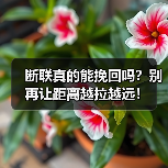断联真的能挽回吗？别再让距离越拉越远！ - 辰飞雨恋来情感网