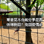 常意见不合闹分手是否值得挽回？挽回爱情必修课(图2)